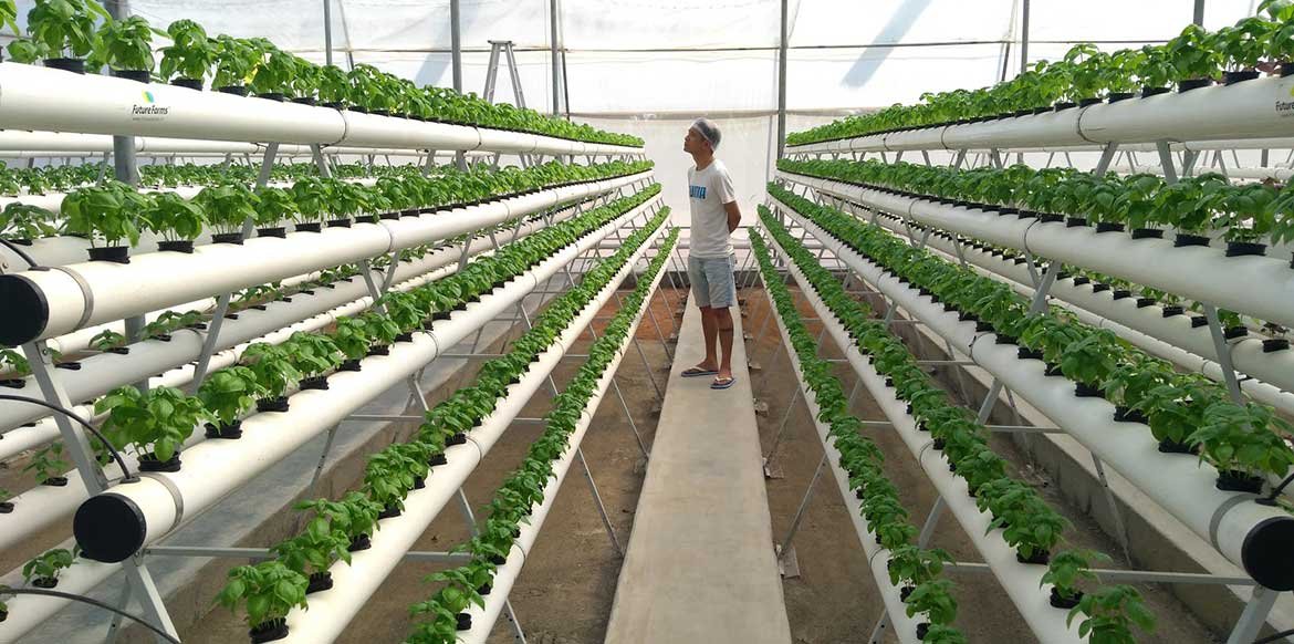 hydroponics-farming